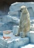 funny-polar-bear-sitting-ice-block.jpg