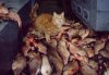 funny-cat-fishes-happy.jpg