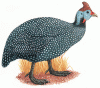 guinea-fowl.gif