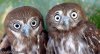 Owl_Faces.jpg