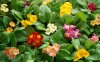 Colorful Bunch, Primroses.jpg