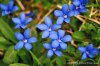 Spring_Gentian.jpg