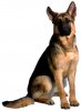 germanshepherddogbreed.jpg