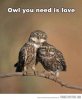funny-owl-love-happy.jpg