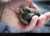 1670980-hand-animal-baby-animal-emotions-small-bird-wild-animal-photocase-stock-photo-large.jpeg