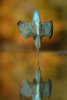 perfect-kingfisher-dive-photo-wildlife-photography-alan-mcfayden-311.jpg
