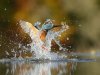 perfect-kingfisher-dive-photo-wildlife-photography-alan-mcfayden-33.jpg