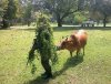 military-humor-walking-bush-cow-camouflage-600x458.jpg