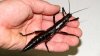 stick-insect-5.jpg