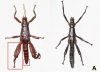 stick-insect-4.jpg