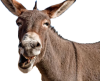 santorini-donkey.png