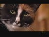 New - National Geographic-Science of Cats (2008) WS-PDTV_XviD~Ekolb[(000664)22-57-04].JPG
