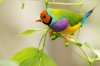 Beautiful_Birds_Persian-Star_org_02.jpg