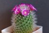 pincushion-cactus.jpg