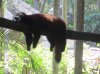 lazy-red-panda.jpg
