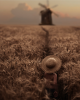 boy in wheat field-Sadegh-khan-ir.png