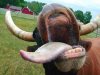 Funny-Cow-Smiles-03.jpg