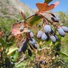 berberis-integerrima-ripe.jpg