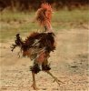 Rough-looking-rooster.jpg