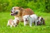 bulldog-mom-with-three-puppies.jpg