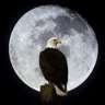 hamed71