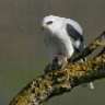 white-hawk