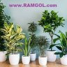 www.ramgol.com