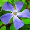 hamid_1763
