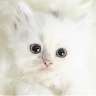 pooya*