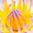 salih