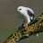 white-hawk